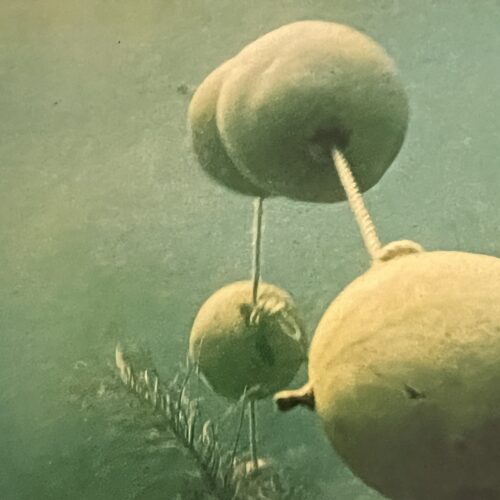 THREADED CALABASH. 1969.